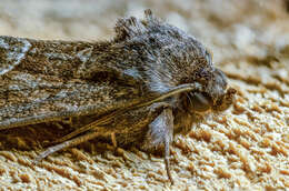 Image of straw underwing