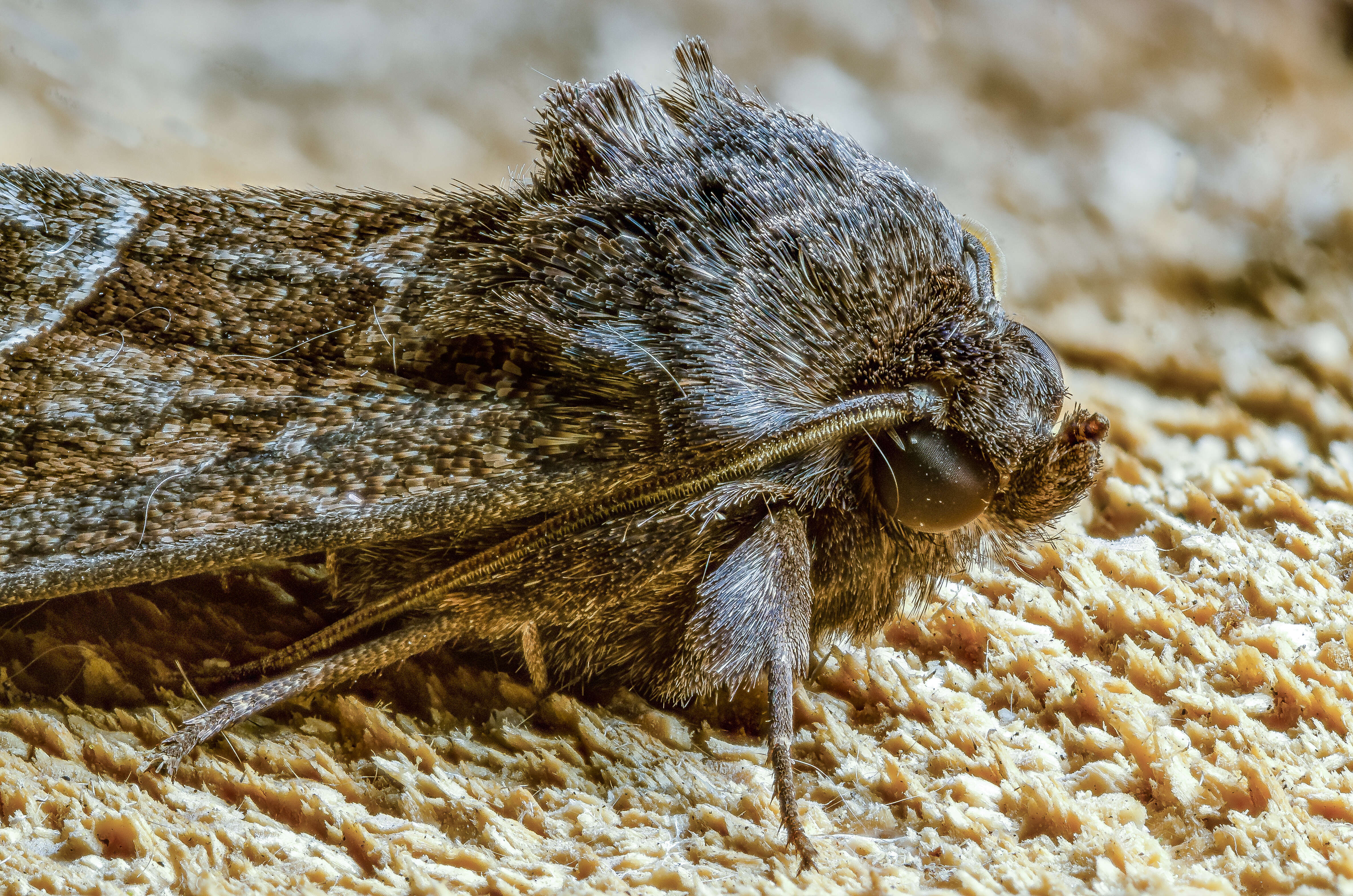 Image of straw underwing