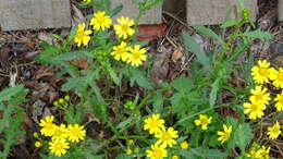 Image of oxford ragwort