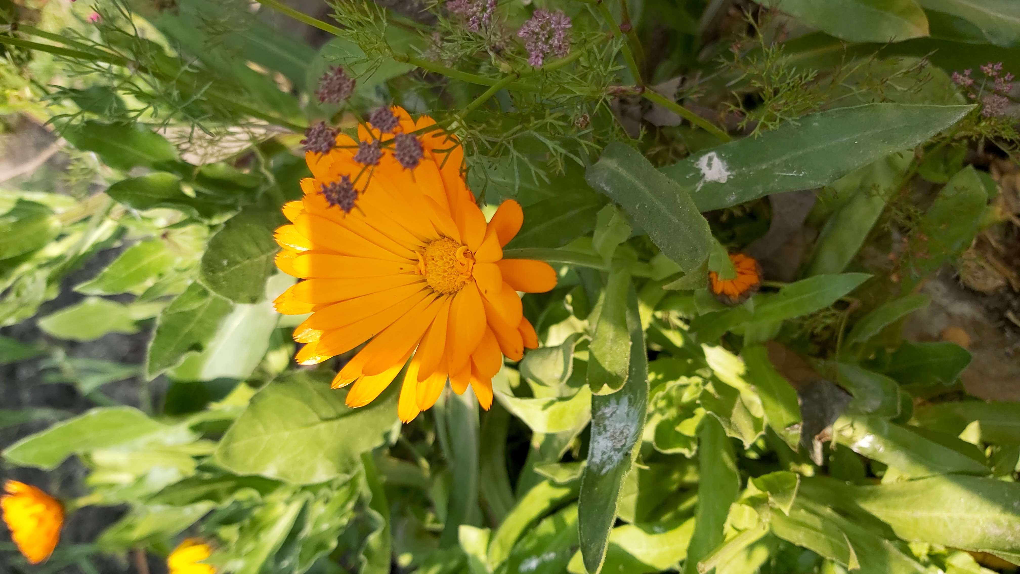 Image of field marigold