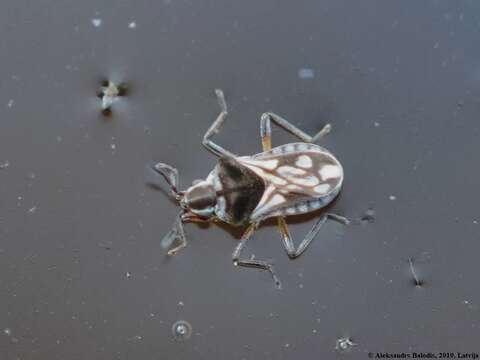 Image of Microvelia reticulata (Burmeister 1835)