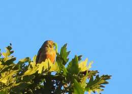 Image of Ortolan Bunting