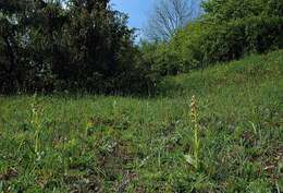 Plancia ëd Dactylorhiza viridis (L.) R. M. Bateman, Pridgeon & M. W. Chase