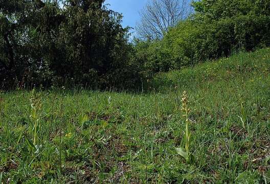 Plancia ëd Dactylorhiza viridis (L.) R. M. Bateman, Pridgeon & M. W. Chase