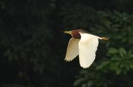 Image of Chinese Pond Heron