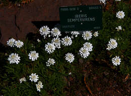 Plancia ëd Iberis sempervirens L.