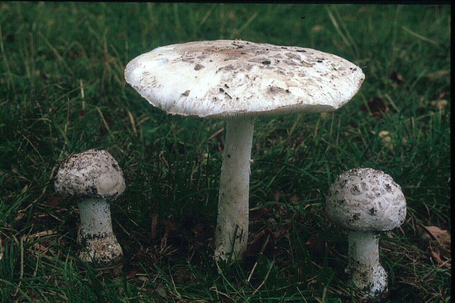 Image of Amanita strobiliformis (Paulet ex Vittad.) Bertill. 1866