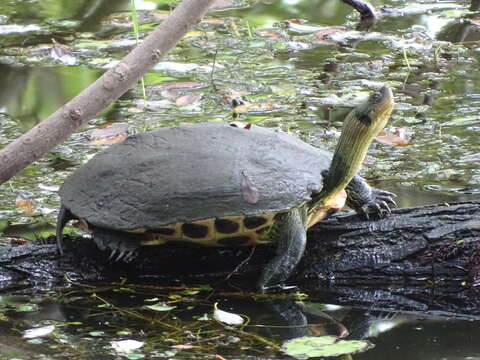 Image of Chinese Stripe-necked Turtle