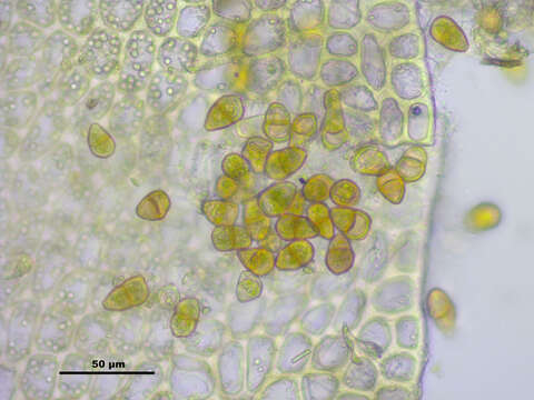 Image of Tritomaria exsectiformis (Breidl.) Schiffn. ex Loeske