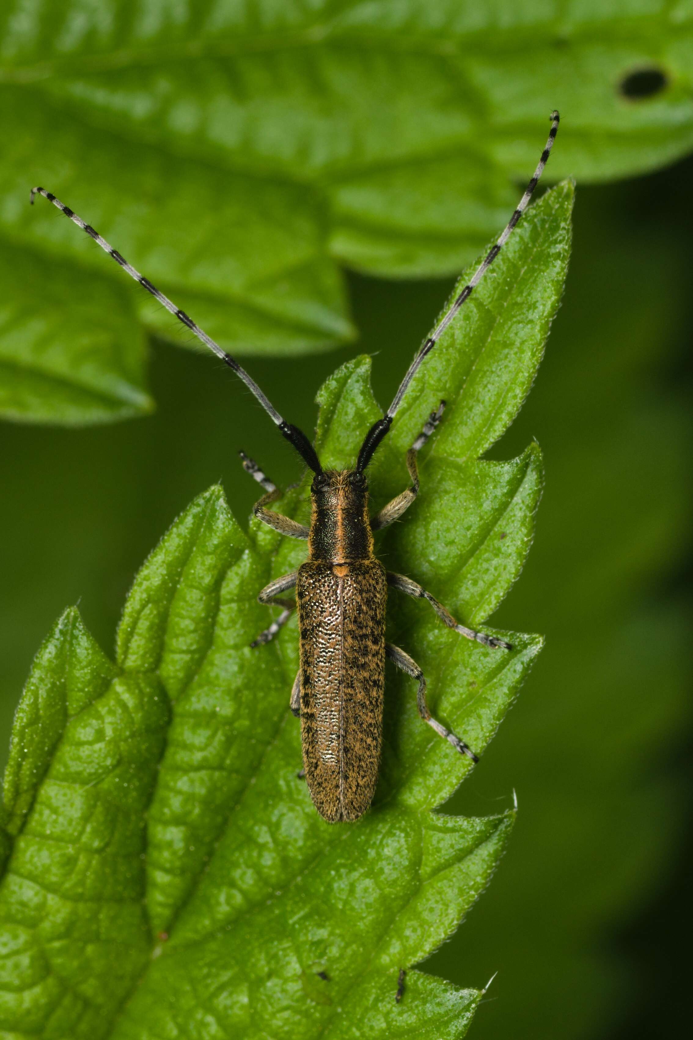 Image of Agapanthia (Epoptes) villosoviridescens (Degeer 1775)