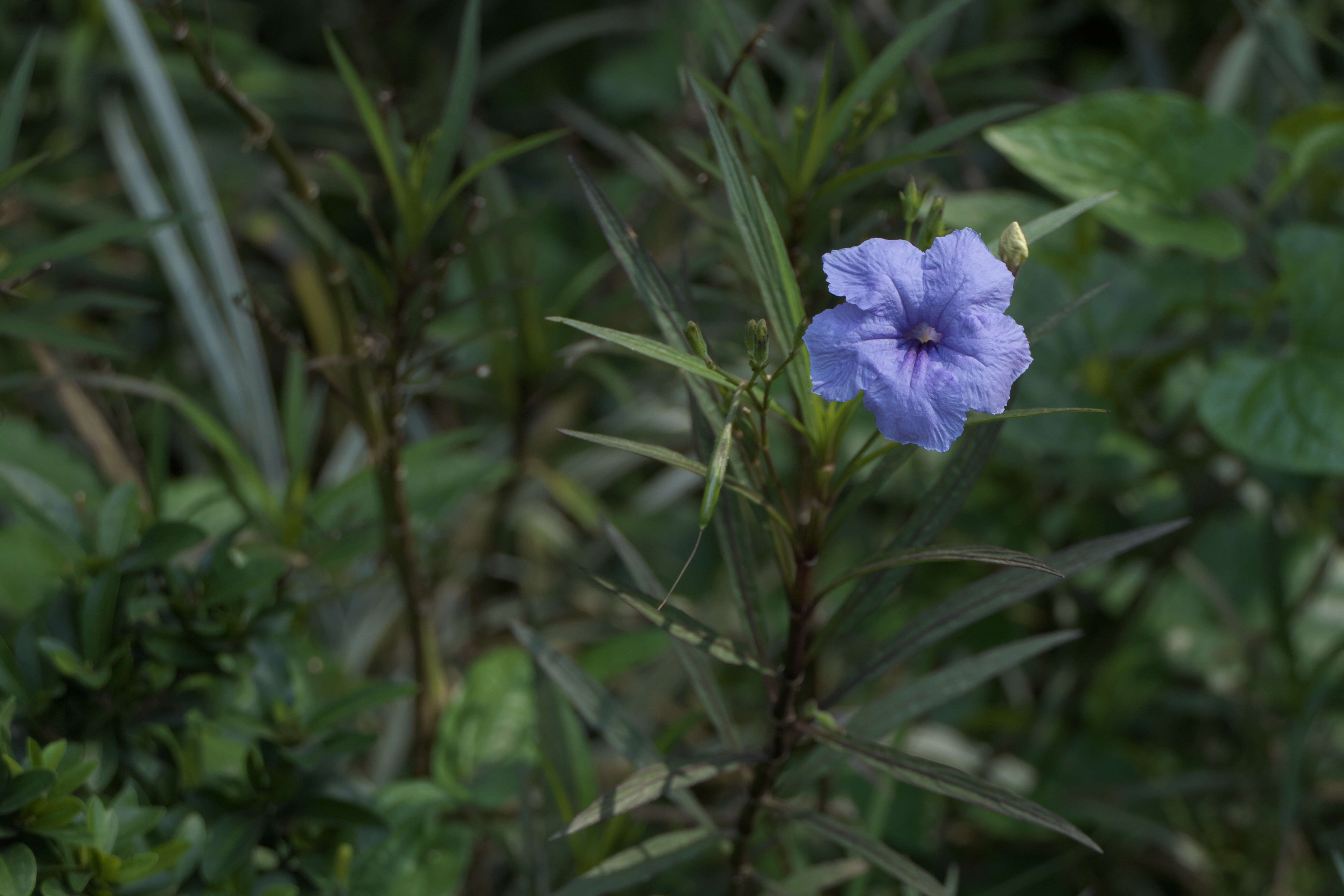 Image de Ruellia simplex Wright