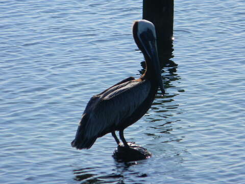 Image of Pelecanus occidentalis carolinensis Gmelin & JF 1789