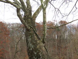 Image of American sycamore