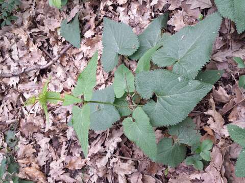 Image of tuberous Jerusalem sage