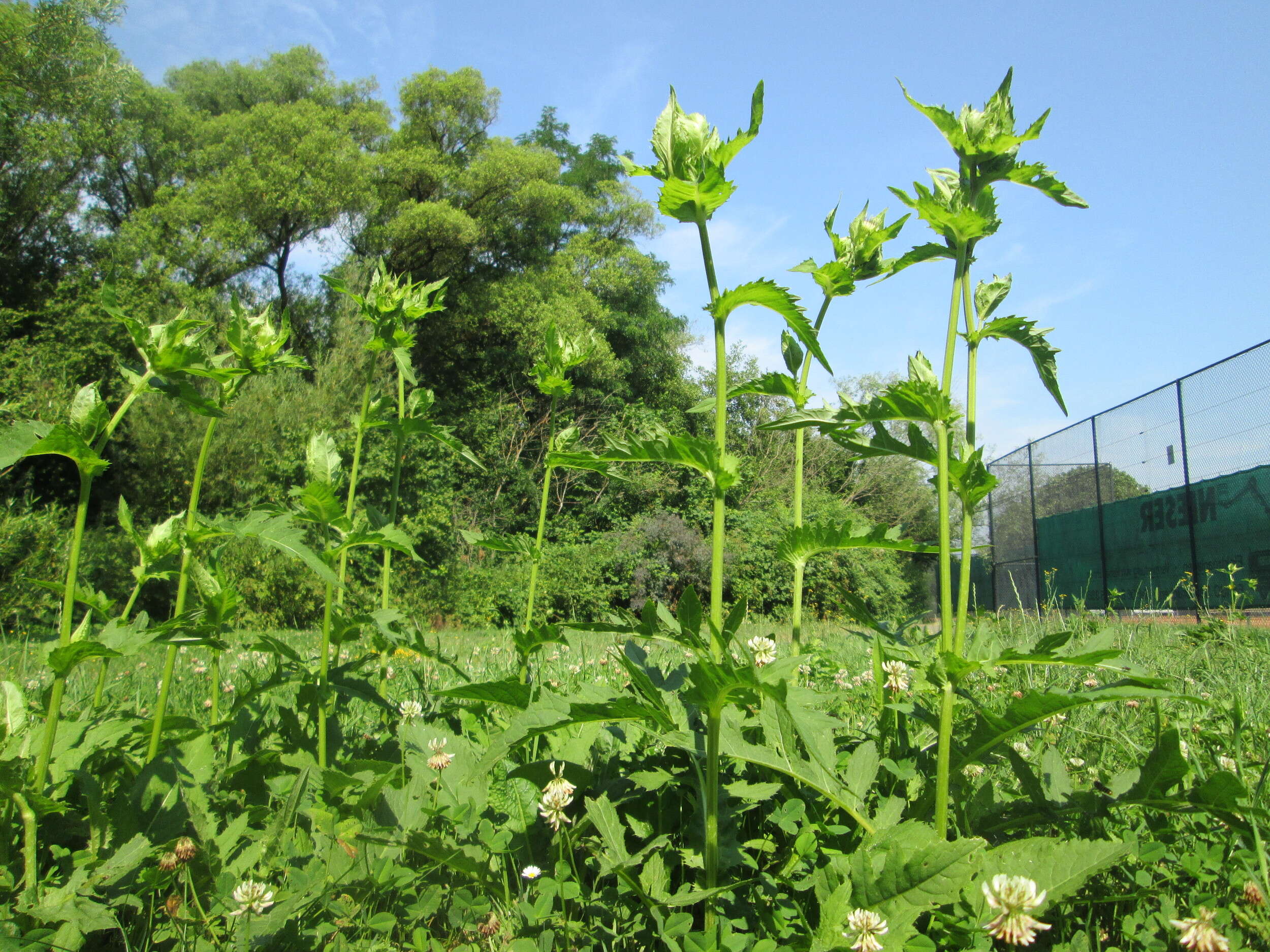 Image of Cabbage Thistle