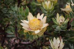 Image of Yellow bush