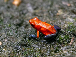 Image of Flaming Poison Frog