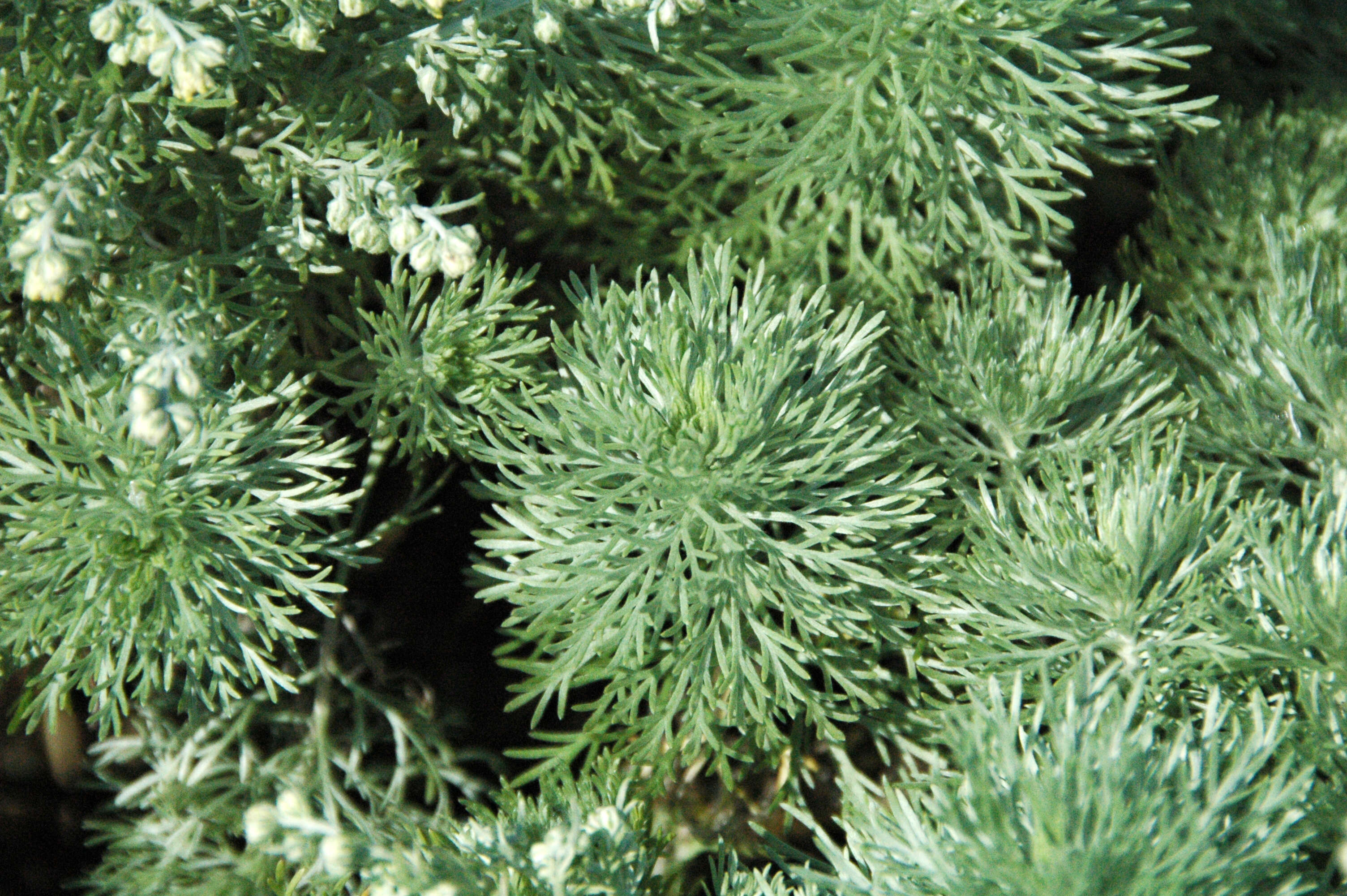 Image of Artemisia schmidtiana Maxim.