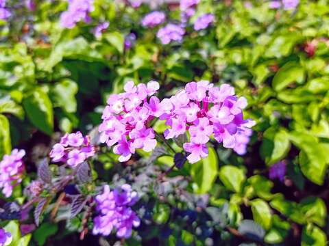 Image of trailing shrubverbena