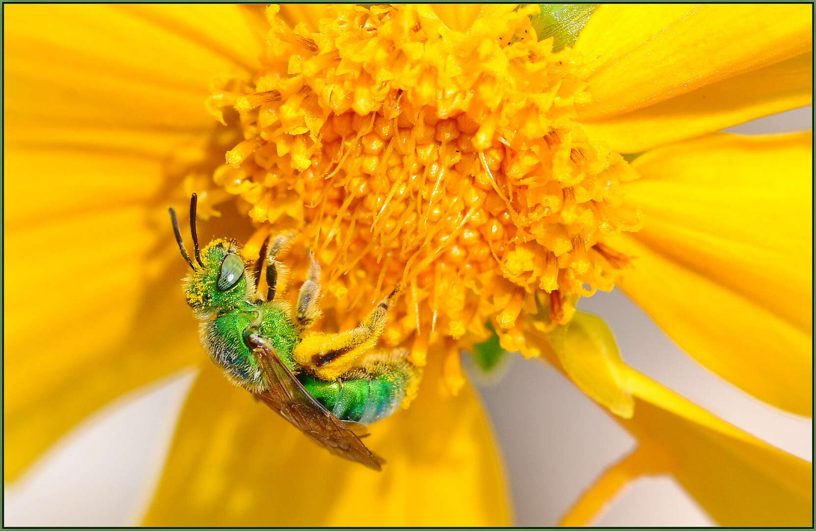 Image of Metallic Green Bees