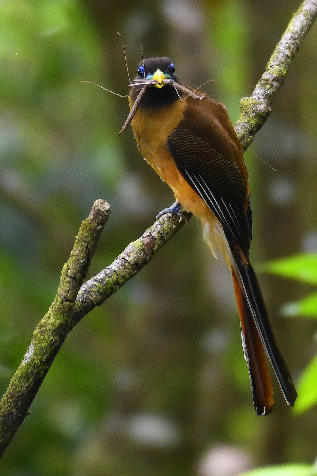 Image de Trogon des Philippines