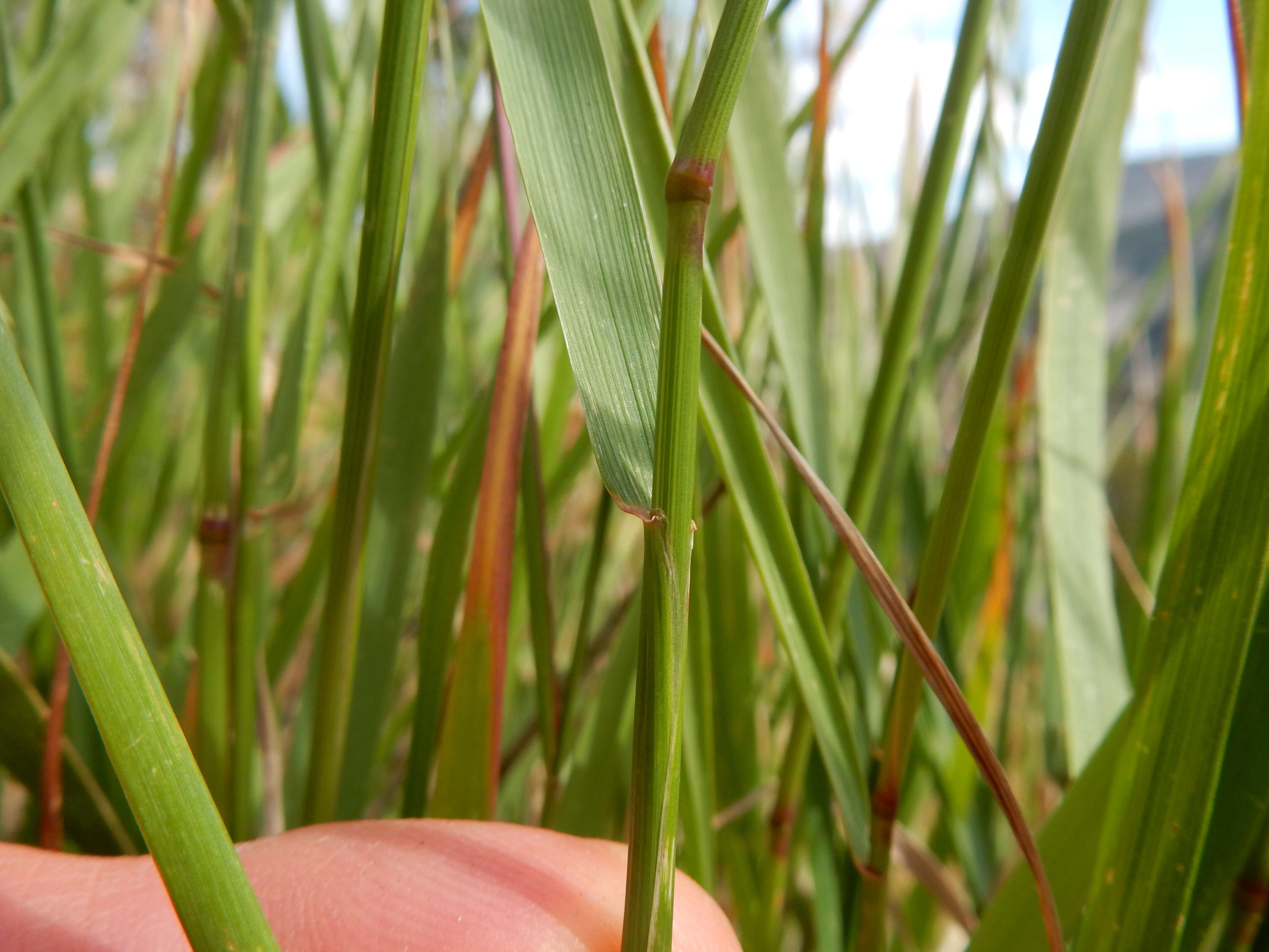 Imagem de Elymus elymoides (Raf.) Swezey