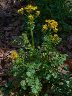 Image of butterweed