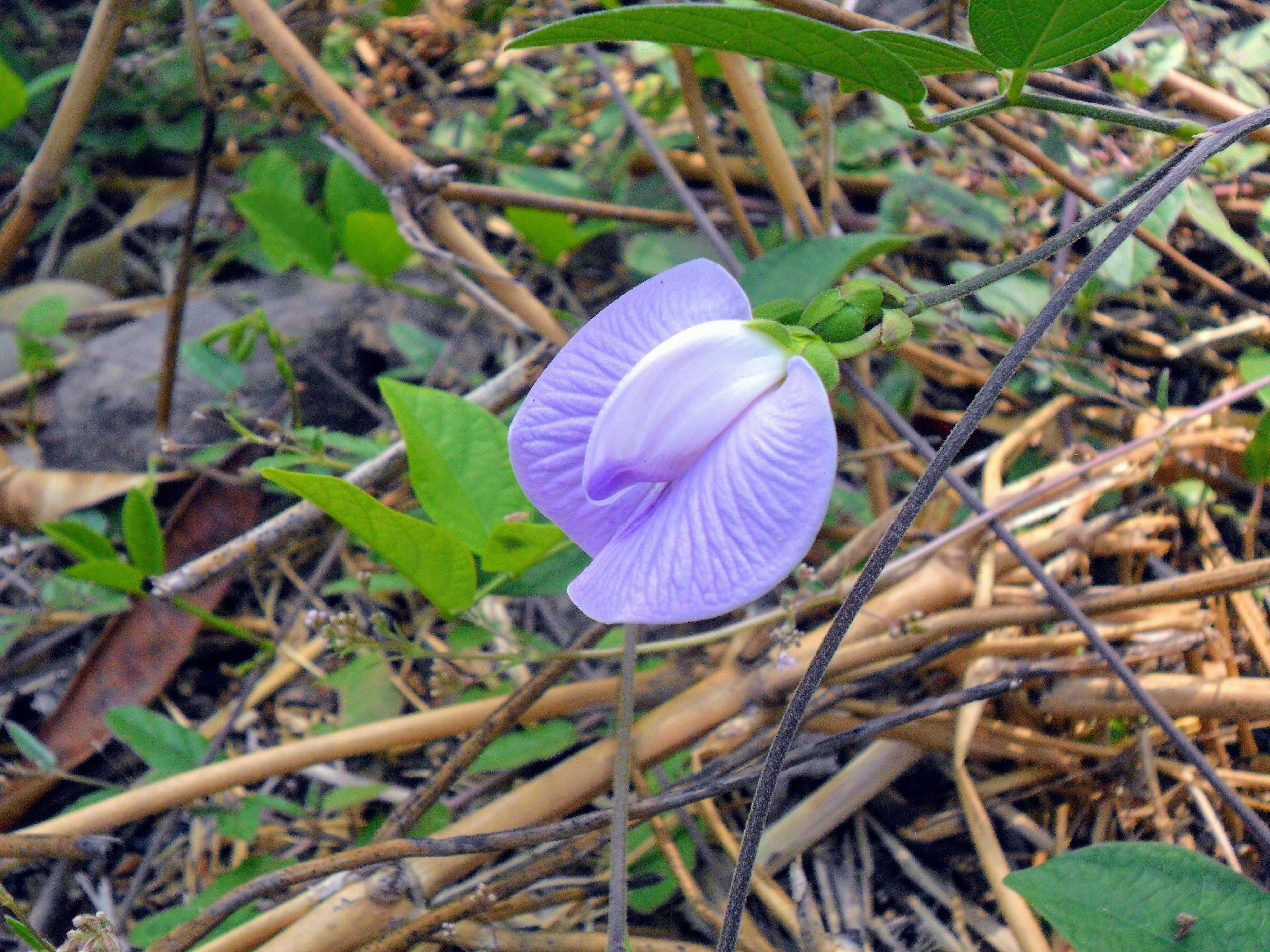 Image of spurred butterfly pea