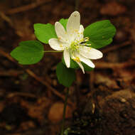 Image of Rue-Anemone