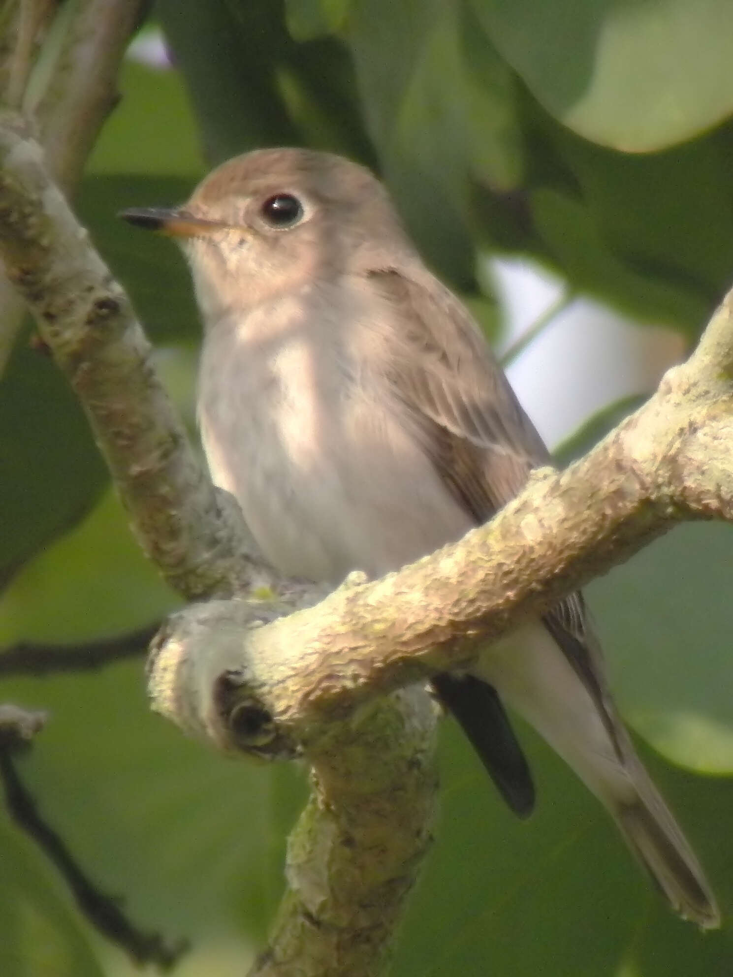 Image of Asian Brown Flycatcher