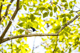 Image of Asian Paradise-Flycatcher