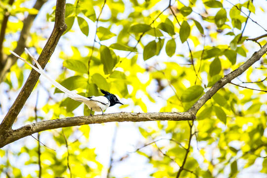 Image of Asian Paradise-Flycatcher