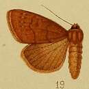 Image of Aspidifrontia