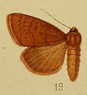 Image of Aspidifrontia