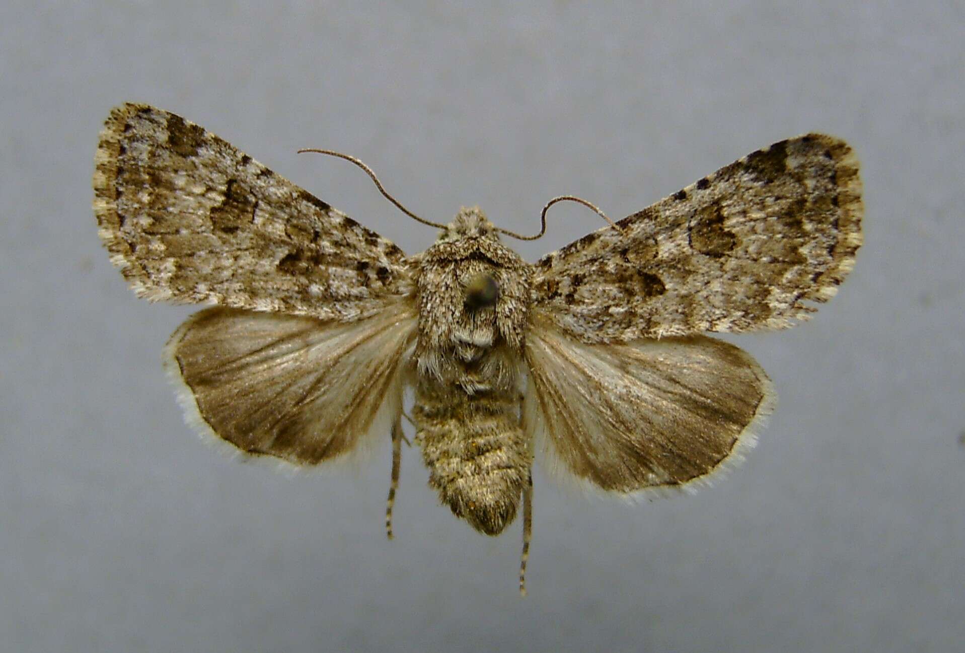 Image of Anarta stigmosa