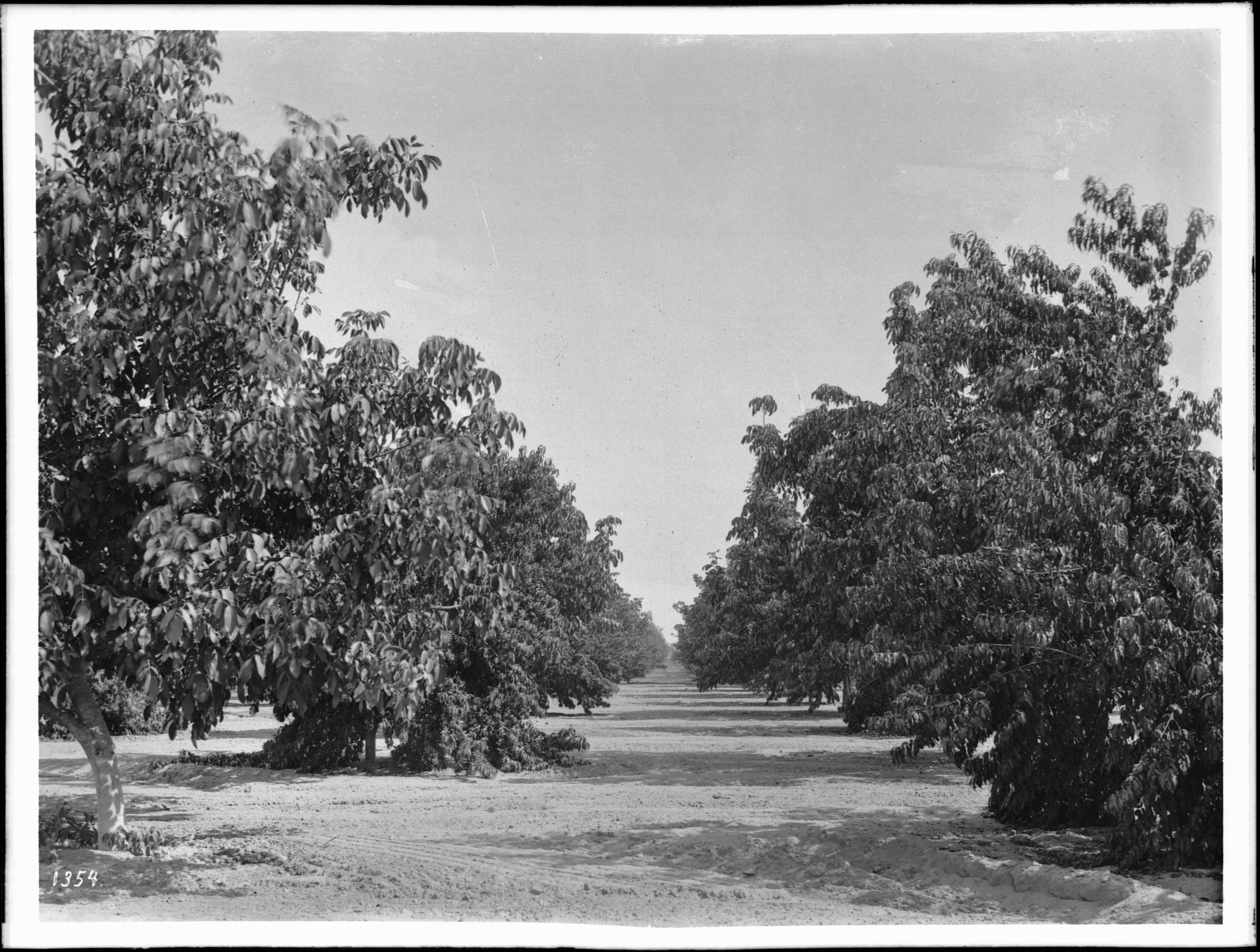 Image of Common walnut