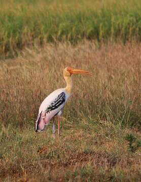 Image of Painted Stork