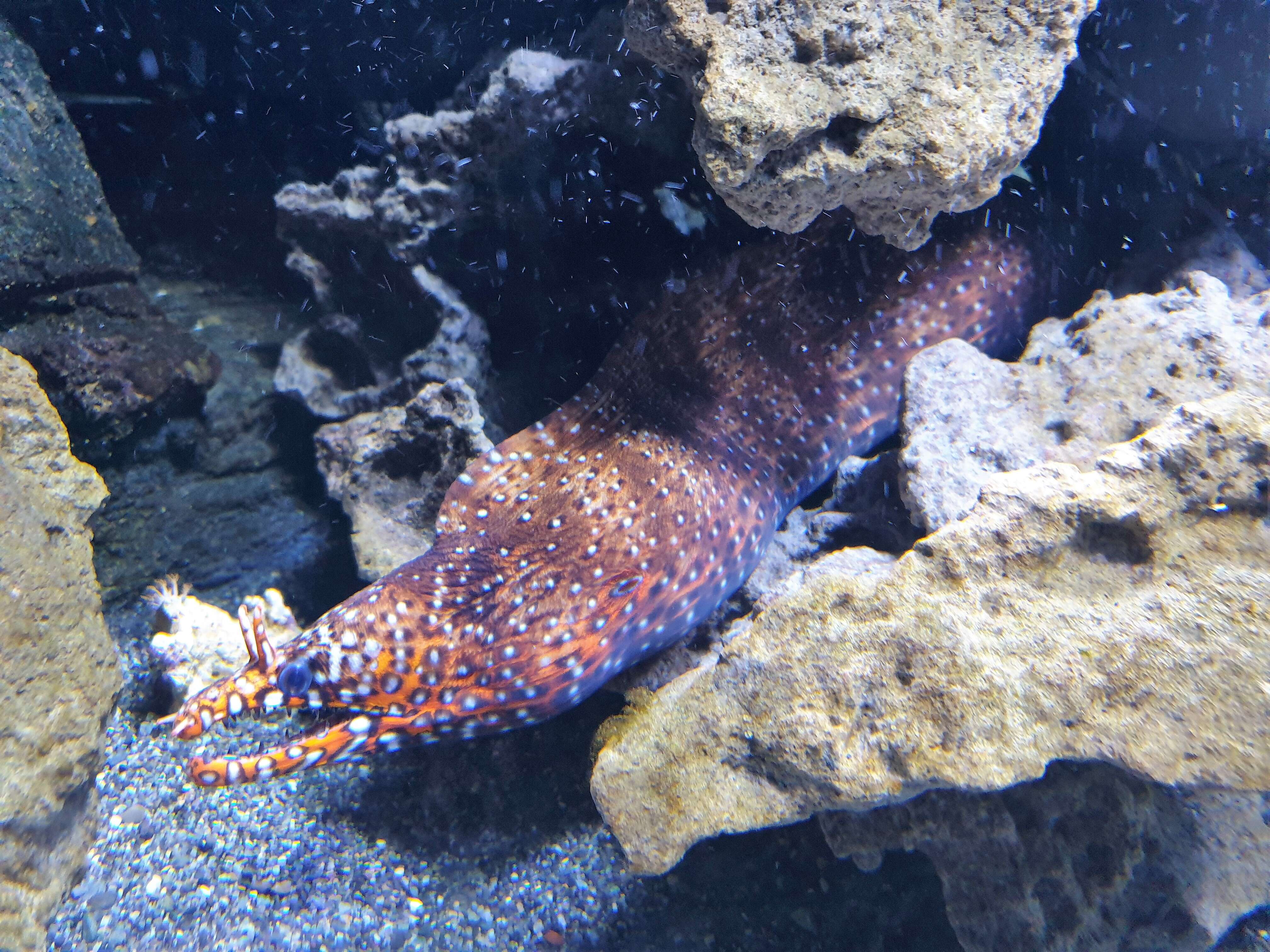 Image of Leopard moray eel