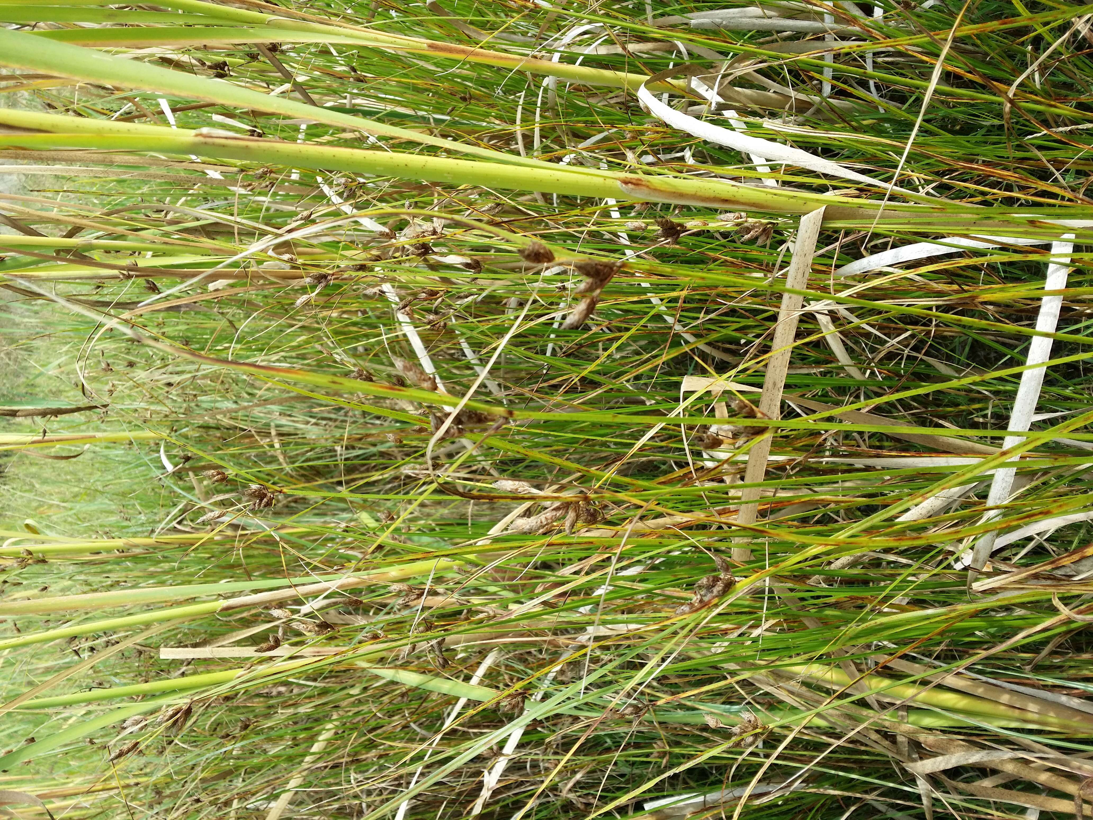 Imagem de Bolboschoenus planiculmis (F. Schmidt) T. V. Egorova