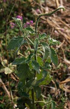 Image of Indian heliotrope