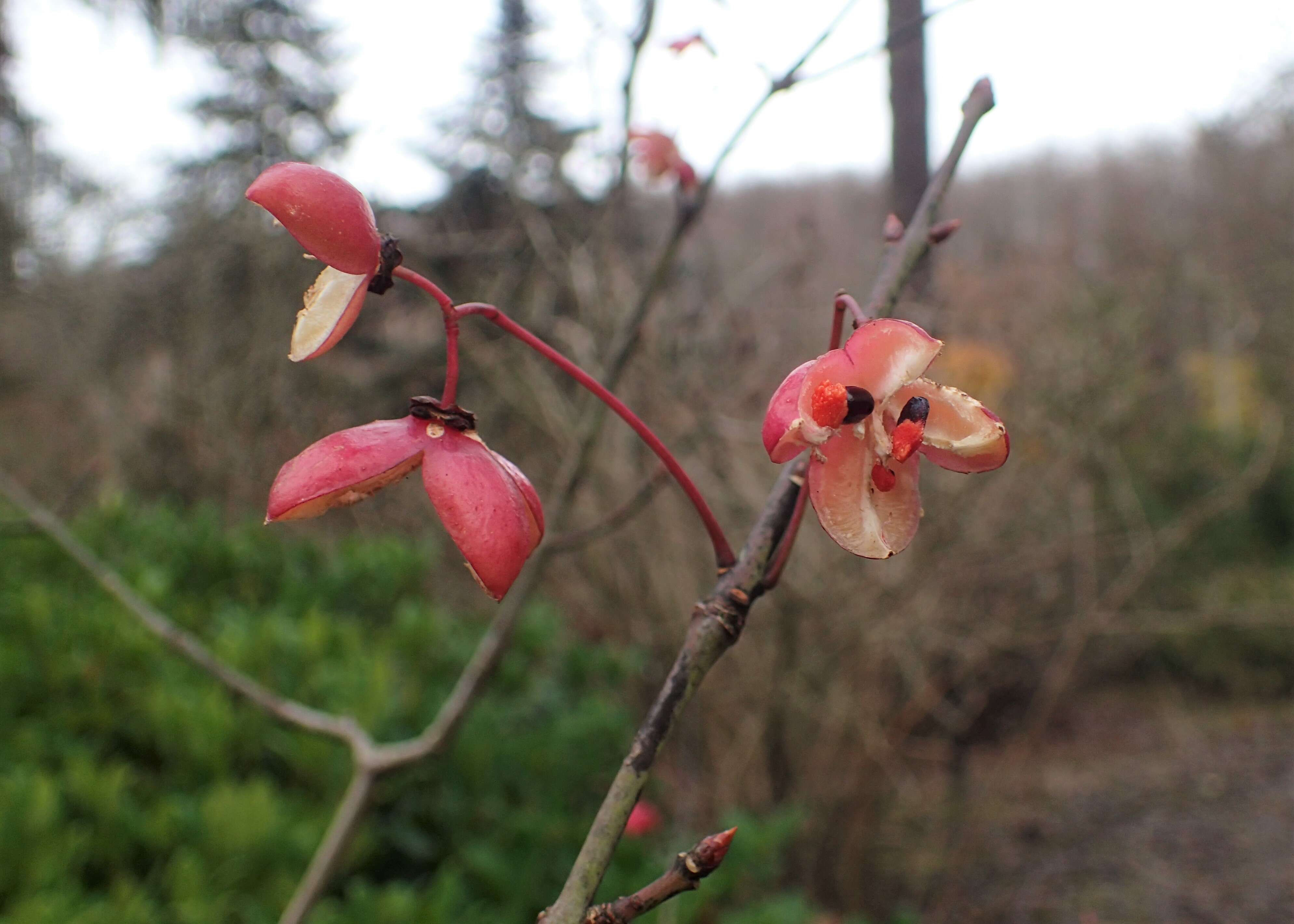 Слика од Euonymus carnosus Hemsl.