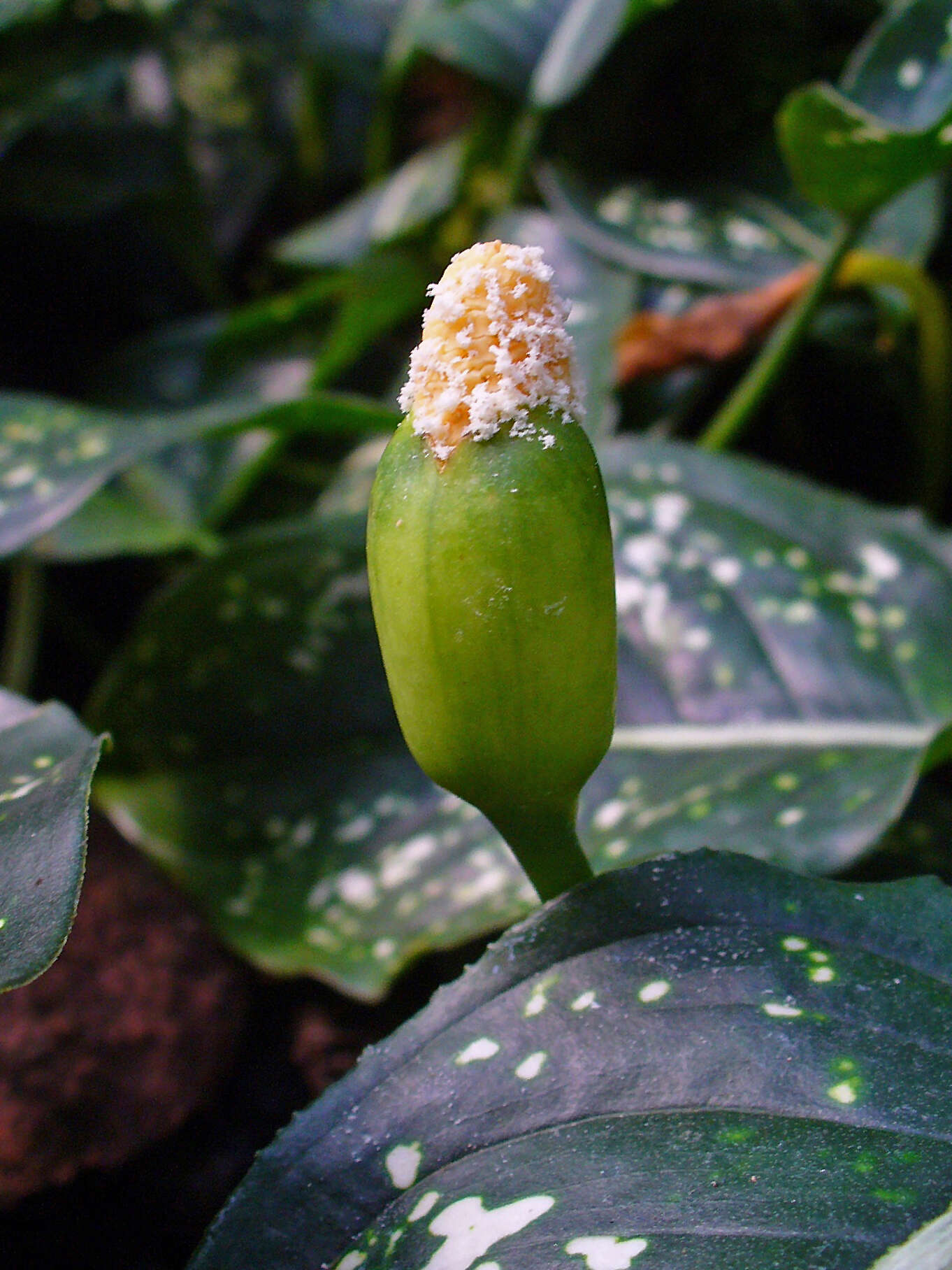 Image of Aglaonema costatum N. E. Br.