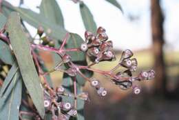 Слика од Eucalyptus crebra F. Müll.