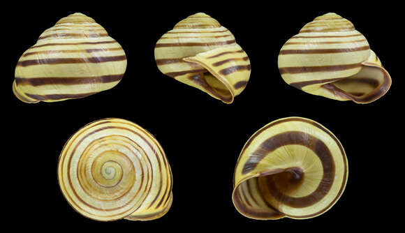 Image of Brown Lipped Snail