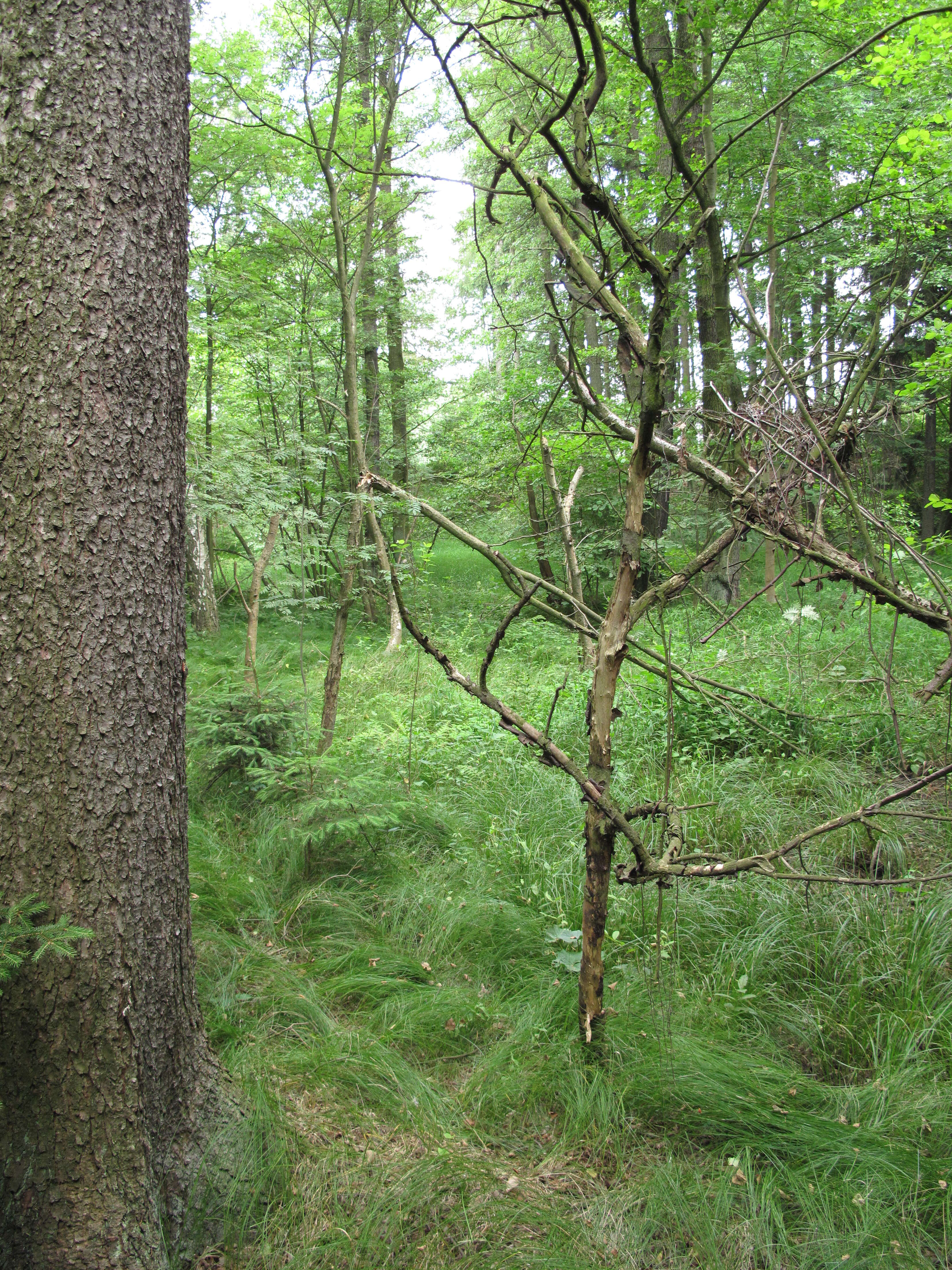 Image of quaking-grass sedge