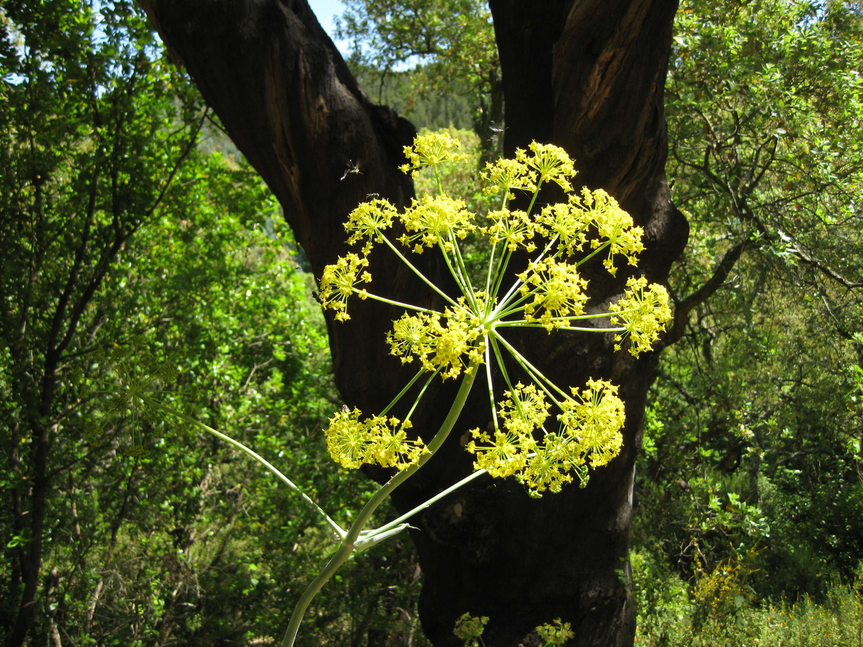 Image of Giant Fennel