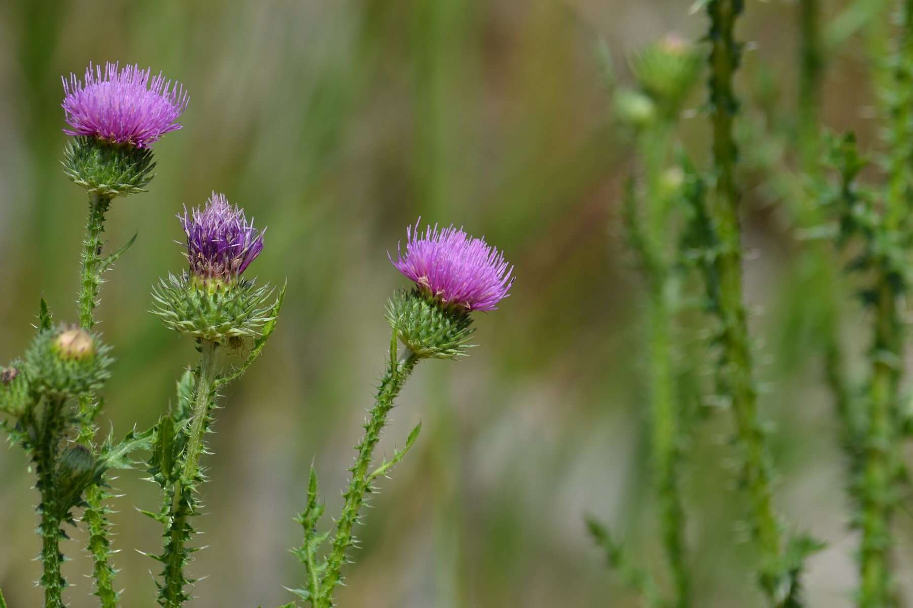 Слика од Carduus acanthoides L.