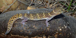 Image of Texas Banded Gecko