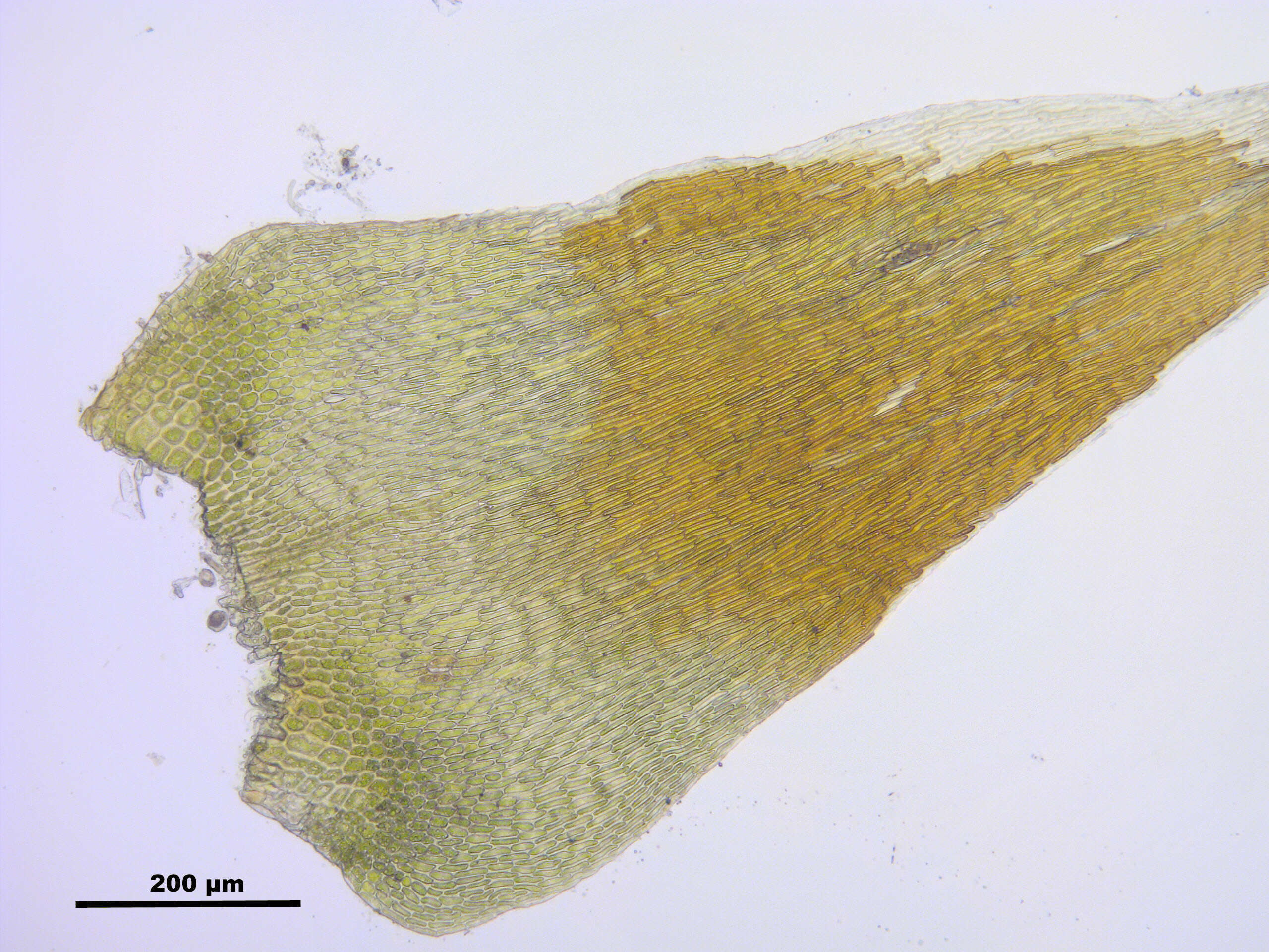 Слика од Campylium stellatum