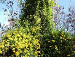 Image of creeping groundsel